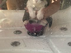-十年猫舍·猫咪专门店(普陀店)