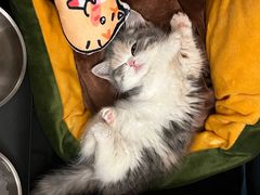 -momokira米努特·德文卷毛猫·棉花面纱犬