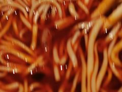 -清真·马安军辣子牛肉面