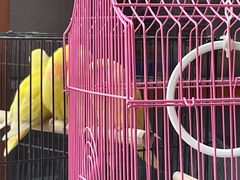 -武汉花鸟市场