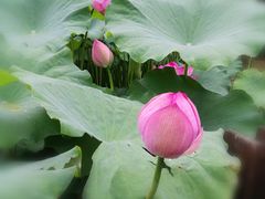 -陈家山荷花公园