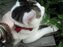android_upload_pic-海边的猫和咖啡馆