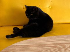 -猫在这儿猫咪咖啡馆·撸猫馆