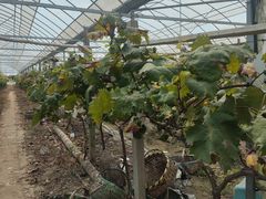 -马陆小张葡萄园农家乐