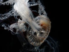 -鹿儿岛水族馆