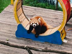 -西霞口神雕山野生动物世界