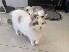-平行世界·猫咖(首经贸店)