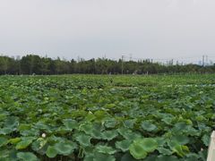 -嘉北郊野公园