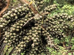 -海南热带雨林国家公园吊罗山景区