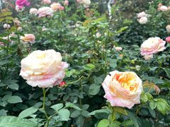 -人民公园(罗湖区)