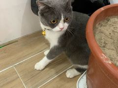 -李小姐の猫咖啡馆(五角场店)