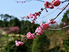 -新建村梅花