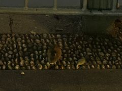 -浙江省博物馆(孤山馆区)