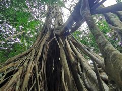 -中国科学院西双版纳热带植物园