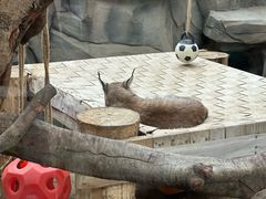 -青藏高原野生动物园