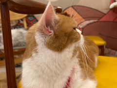 -Let's go狗咖·猫咖·奶狗·桌游(春熙路IFS店)