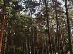 -黑龙江省森林植物园