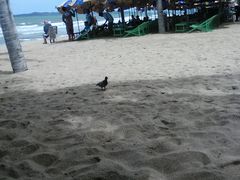 -芭提雅Amporn Seafood自助餐厅