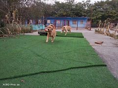-宠物寄养训练学校