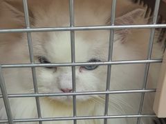-美联众合动物医院·24h转诊中心
