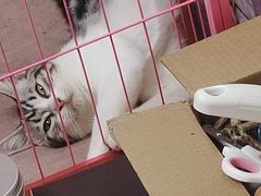 -lincat·猫舍(广州店)