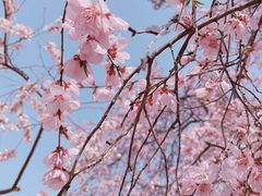 -桃花堤公园