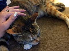 -猫的天空之城概念书店(杭州南宋御街店)