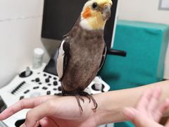 -瑞派·关忠动物医院·异宠专科·犬猫肿瘤·皮肤专科(望京店)