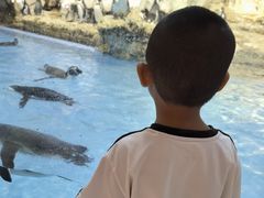 -帝企鹅自助餐厅•儿童岛•真企鹅(长隆企鹅酒店)