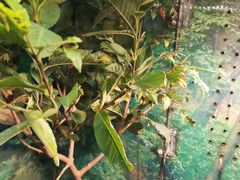 -上海大自然野生昆虫馆(东方明珠·爬宠昆虫探索中心)