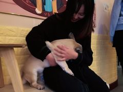 -喜柴咖啡·柴犬狗咖