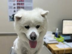 -爱妮康宠物医院·干细胞免疫细胞·肿瘤·心脏(张江店)