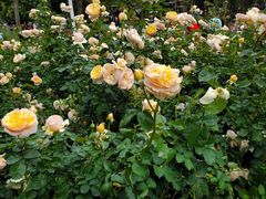 -人民公园(罗湖区)