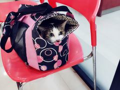 -艾贝尔宠物诊疗