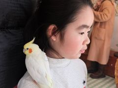 -吉丁鸟咖·异宠·寄养