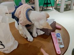 -藏猫猫咖啡主题馆(中央大道店)