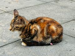 -颐和路民国时期公馆风貌区