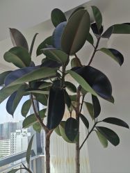 -HEYAN荷妍专业脱毛连锁机构
