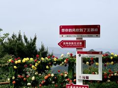 -王莽岭风景区
