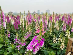 -顺峰山公园