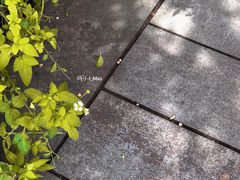 -东寨港红树林旅游区