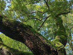 -颐和路民国时期公馆风貌区