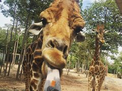 -清迈夜间动物园