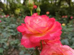 -共青国家森林公园-售票处