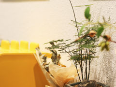 -九秋茶铺(三里屯店)