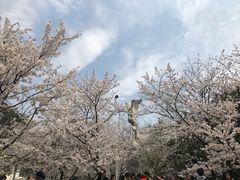 -武汉大学-樱园