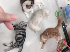 -糯米喵星人·撸猫猫舍咖啡馆(西市场嘉华店)