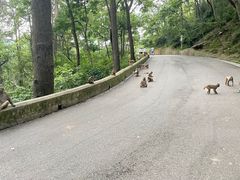 -黔灵山公园