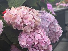 -金鸡湖景区