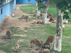 -西霞口神雕山野生动物世界